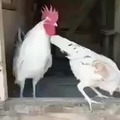gallo arrancando su motor
