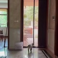 Cat opening the door curtain like a human