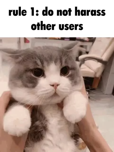 Posting cute cat memes till novagecko bans me - Meme by Yuuyu :) Memedroid