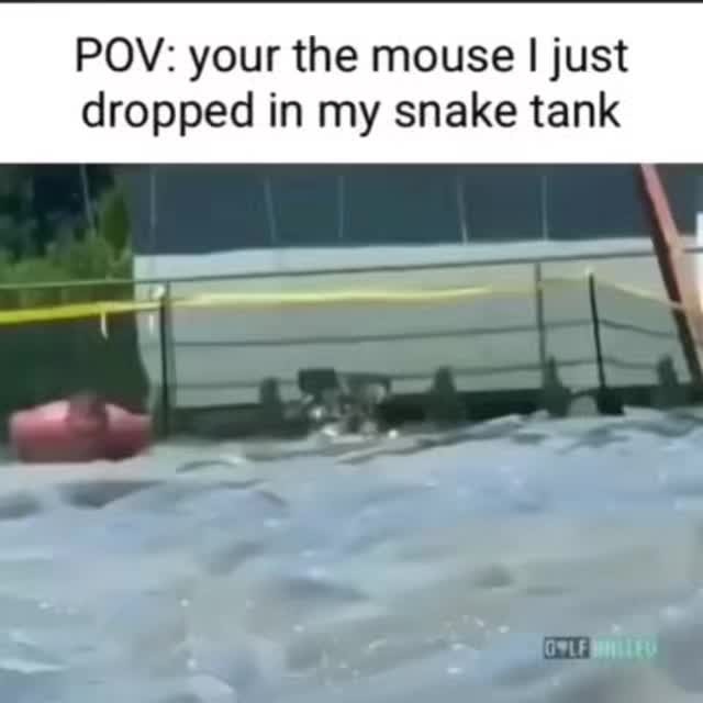 Snake - Meme by Knot_daddy :) Memedroid