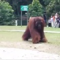 Wise orangutan