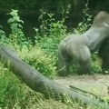 En el reino de los gorilas...