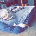 gato weon 75 colchón