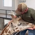 Chiropractor treating a giraffe