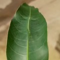 commented item thumbnail
