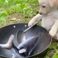 Perro cocinando pescado