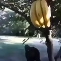 La venganza del plátano