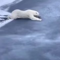 This is how a "professional" polar bear crosses a frozen river