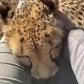 Cheetah purring