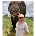 Este elefante finge comer o chapéu de uma mulher, mas depois o devolve
