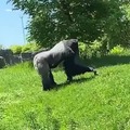 Gorilla pettinga a groundhog