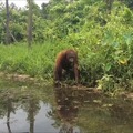 Un orangután