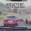 Colombianos ladrones de merda