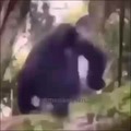 Orangotango de cueca