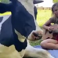 Uma vaca entende a outro