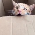 commented item thumbnail