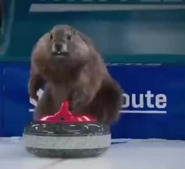 Marmots making curling look fun - Meme by schizoidman :) Memedroid