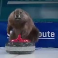 Marmots making curling look fun
