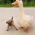Cachorrinho com seu amigo ganso (ou isso é um pato? Sei lá!)