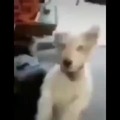Perro