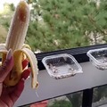 Parrots eating bananas