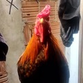 Cock sigma