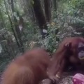 Orangután se cae jajajajaja que imbécil