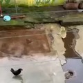 este vídeo de pelea entre una rata y unas gallinas se merece una canción de linkin park