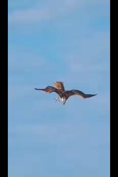 Osprey - Meme subido por Cliffy_99 :) Memedroid