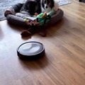 Cute Doggo versus dumb robot vacuum