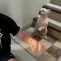 Perro "bailando"