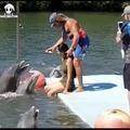 los delfines no son de fiar