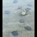 Salvataggio delle tartarughe