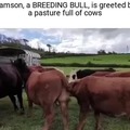 Breeding bull