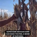 Some refreshing Corn