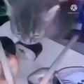 Gato sushi voando amém