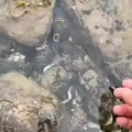 commented item thumbnail