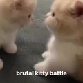 Brutal Kitty Battle