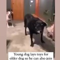 Wholesome doggos