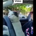 Original video of the cat driving