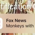 Monkey news
