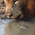 tortuga vs león