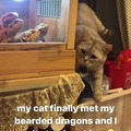 Cat meating bearded dragons