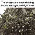 Ecosystem inside my keyboard