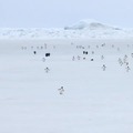 Just Penguins walking in 5x speed