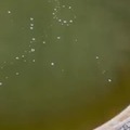 Tracking an alligator through the air bubbles.