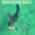 Shark vs turtle