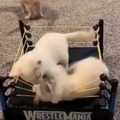 Cat wrestlemania