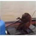 monkey fishing