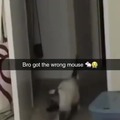 Gato caza un ratón